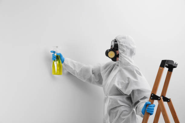 Professional Mold Inspection in Rockford, MN